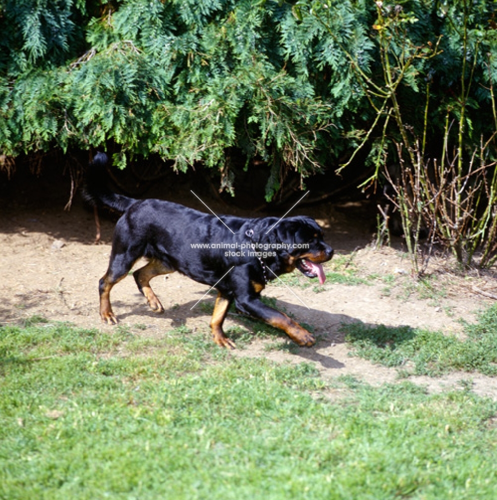 undocked rottweiler striding out