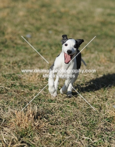 Whippet dog running towards camera in grass