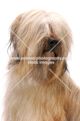 Australian Champion Briard on white background, portrait