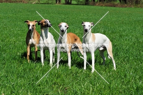 group of Whippets