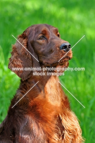 Irish Setter