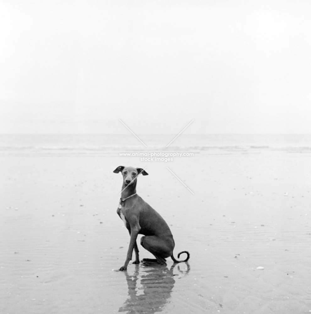 italian greyhound sitting on remote beach