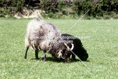 north ronaldsay ewe and lamb grazing