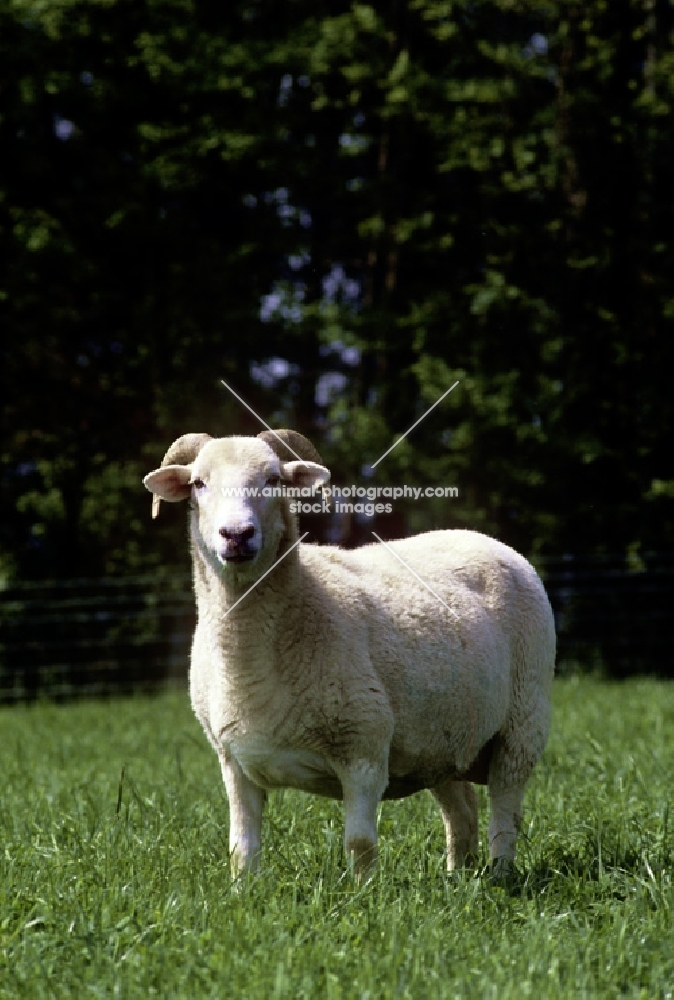 shorn portland ewe