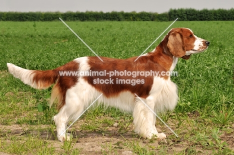 Welsh Springer Spaniel side view