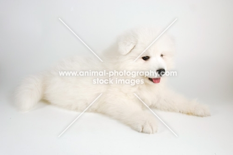 9 week old Samoyed puppy lying down on white background
