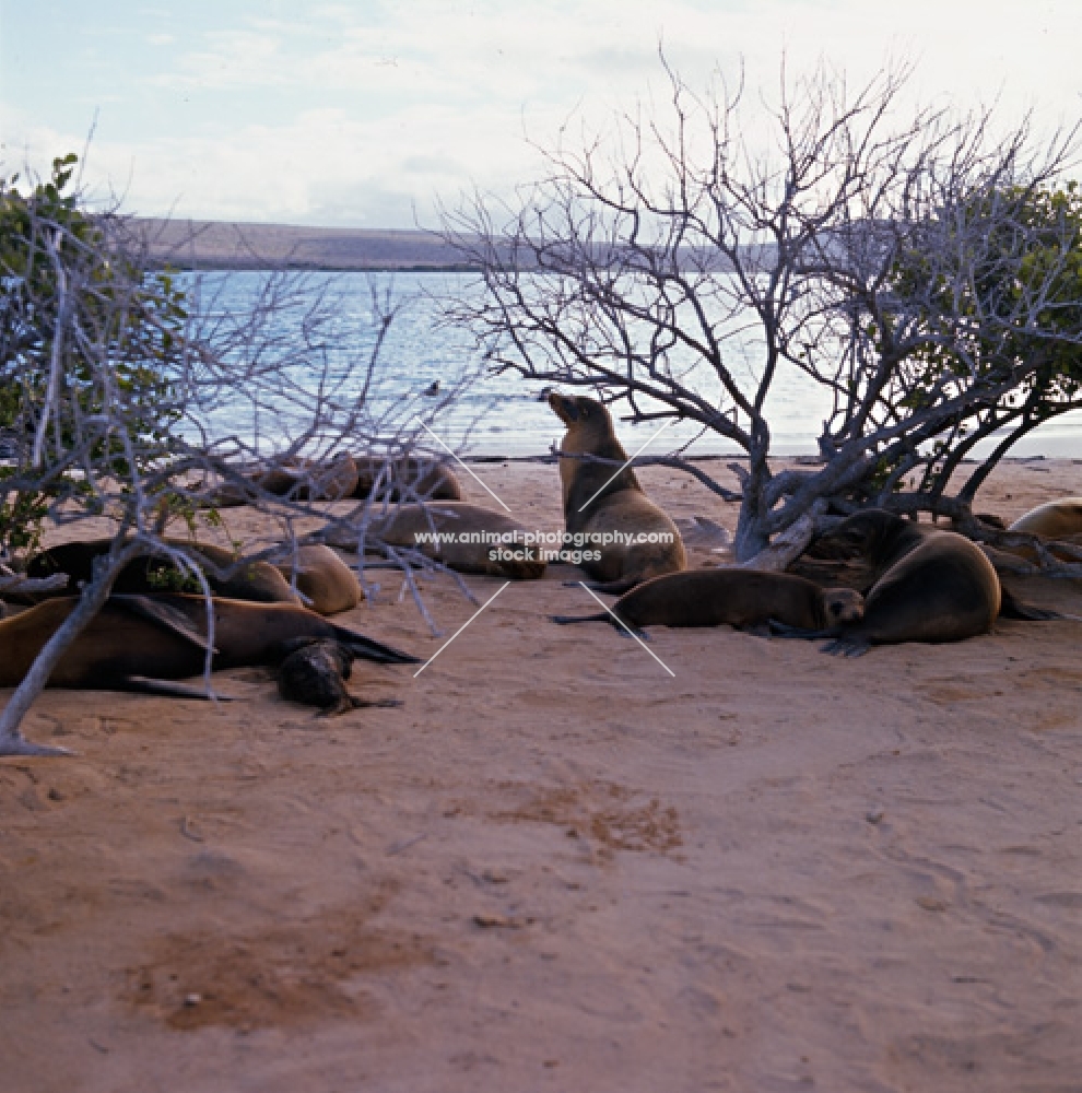 galapagos sea lions cows and pups on loberia island, galapagos islands