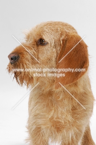 Australian Champion Basset Fauve de Bretagne