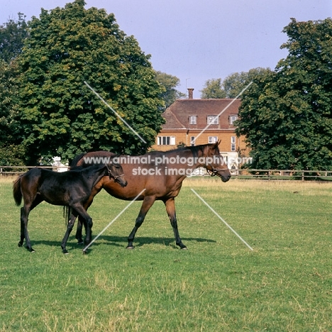 thoroughbred mare and foal walking in field