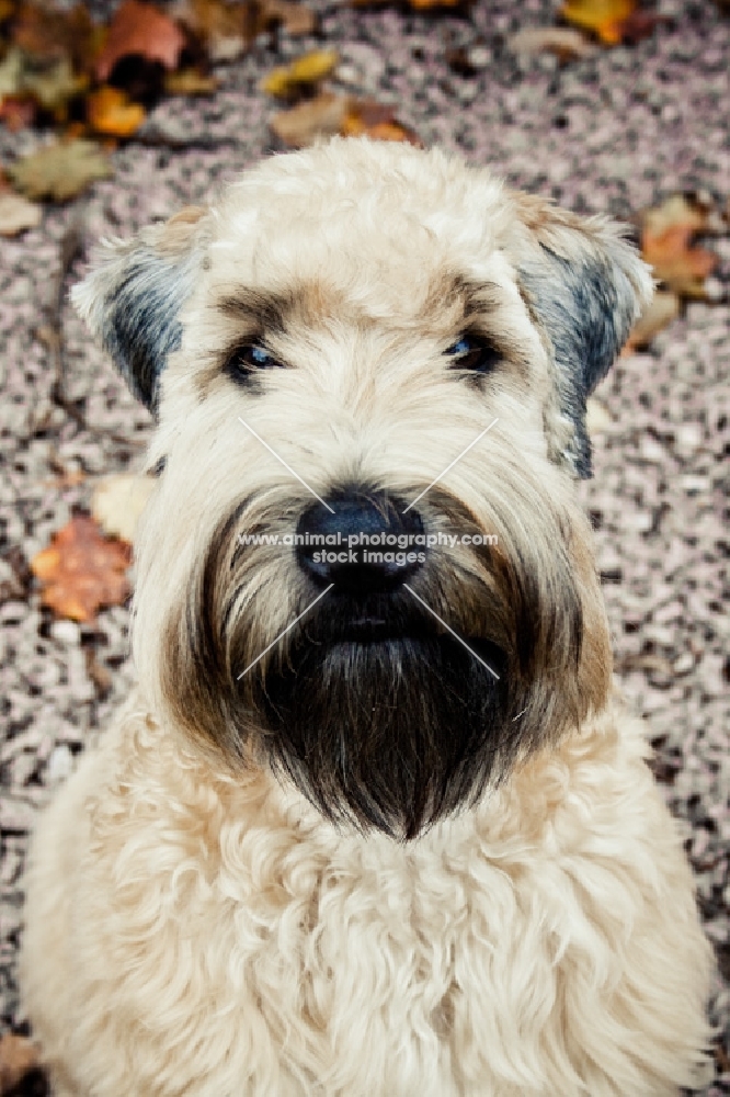 soft coated wheaten terrier portrait