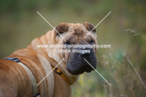 shar pei in a field