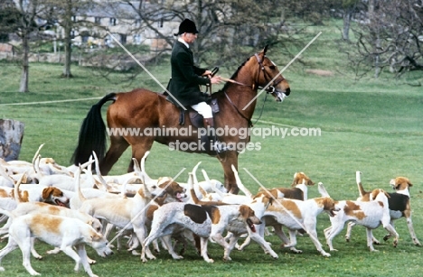 foxhounds of duke of beaufort's hunt with the huntsman