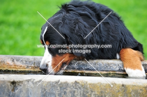 Bernese Mountain Dog drinking