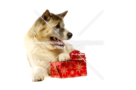 Large Akita dog lying with a Christmas present isolated on a white background