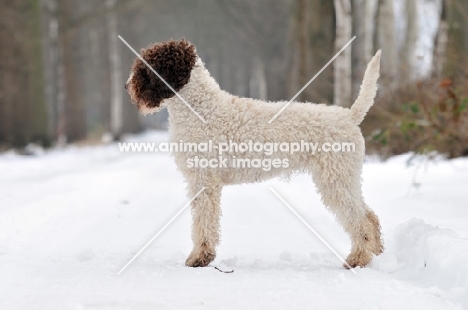 Lagotto Romagnolo side view