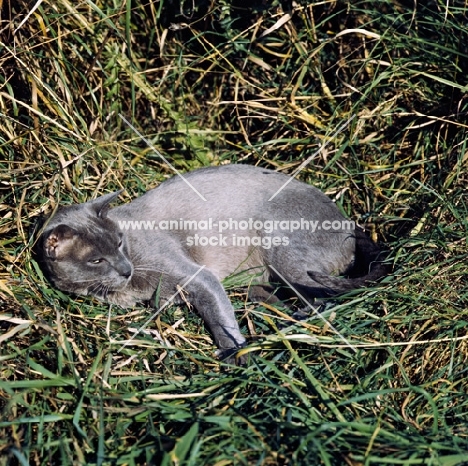 blue burmese cat, ch bahkta pilot, basking