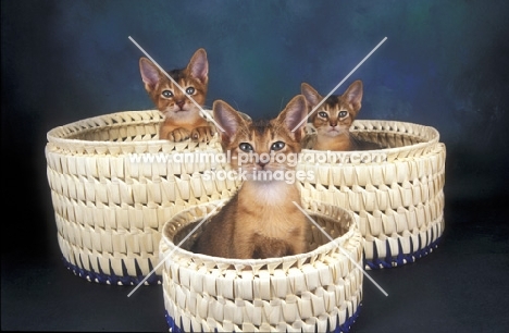 three abyssinian kittens in baskets