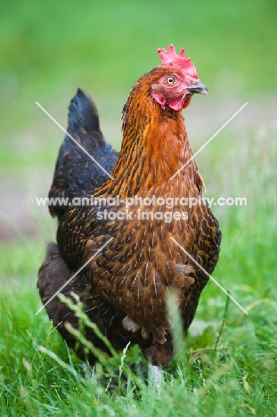 Chicken on grass