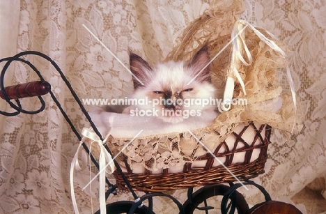 Birman kitten sleeping in a pram