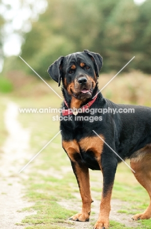 Rottweiler on a walk in the woods, looking at camera with loveable expression