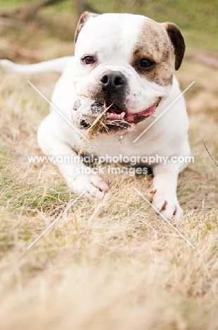 American Bulldog lying on grass