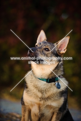 Swedish Vallhund looking up