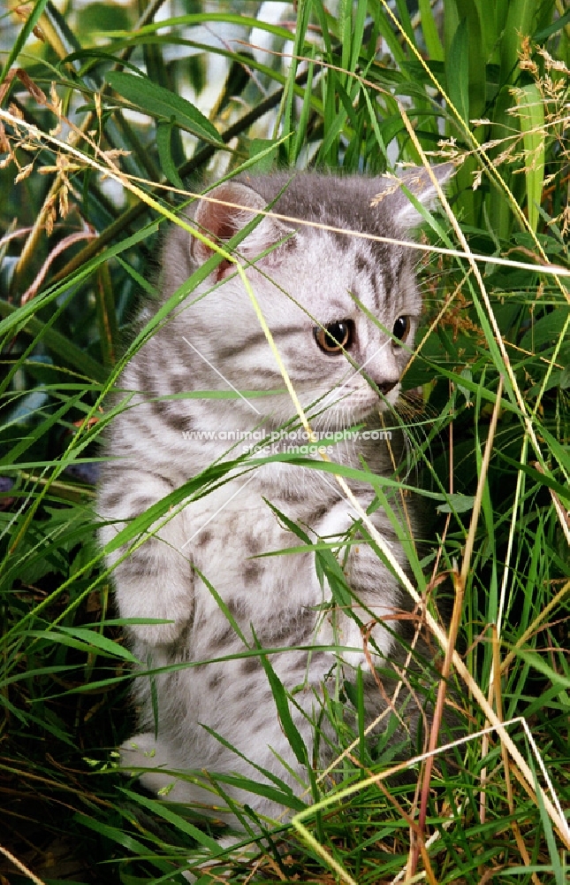 British Shorthair kitten amongst grass