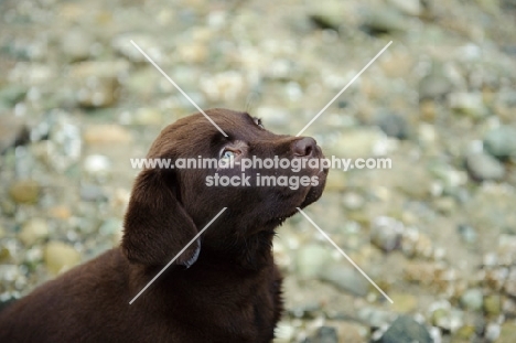 Chocolate Labrador Retriever puppy head shot looking up