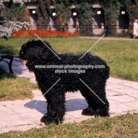 black russian terrier at moscow zoo