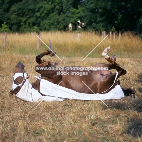 morgan horse wearing australian turnout rug rolling