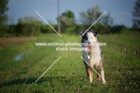 happy blue merle australian shepherd standing in a field