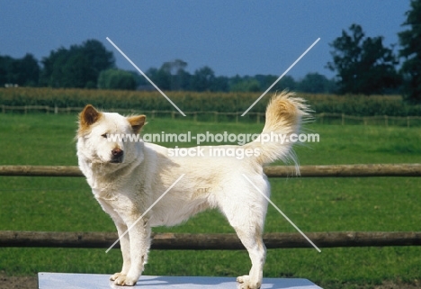 Anjing Kintamani aka Bali Mountain Dog, official Indonesian breed. Extremely rare