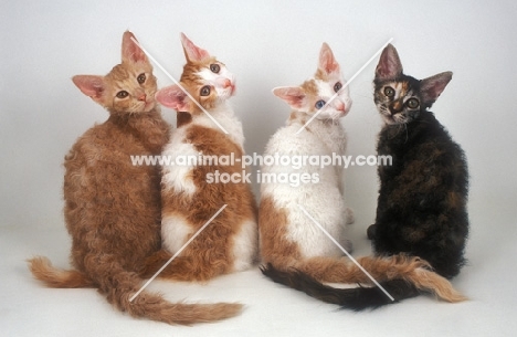 four young LaPerm cats
