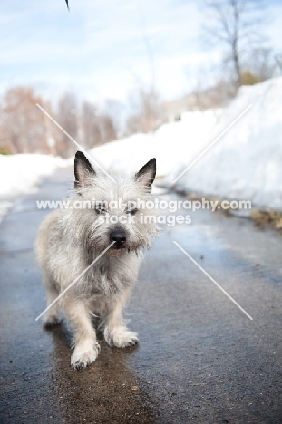 wheaten Cairn terrier on sidewalk between two snowbanks.