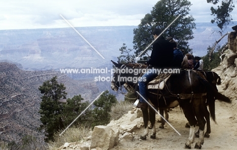 mule ride on bright angel trail grand canyon