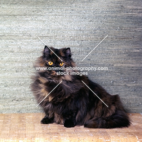 champion bamboo betula, long hair tortoiseshell cat