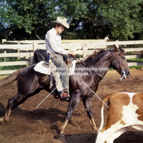 quarter horse and rider cutting cattle