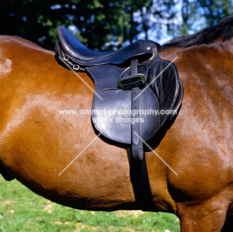 equipment: jumping saddle