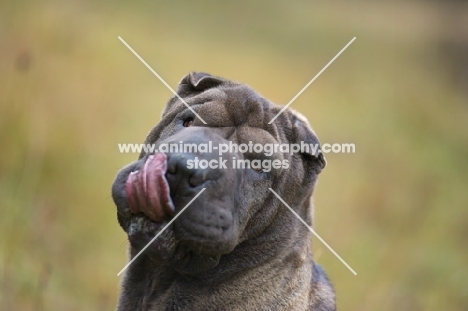 blue shar pei licking her mouth