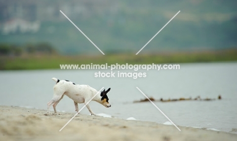 Toy Fox Terrier