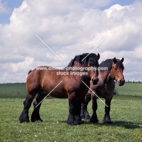Coquin d'Agremont, Pitou du Berebois two Ardennais horses in Belgium