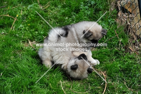 two eeshond puppies playing