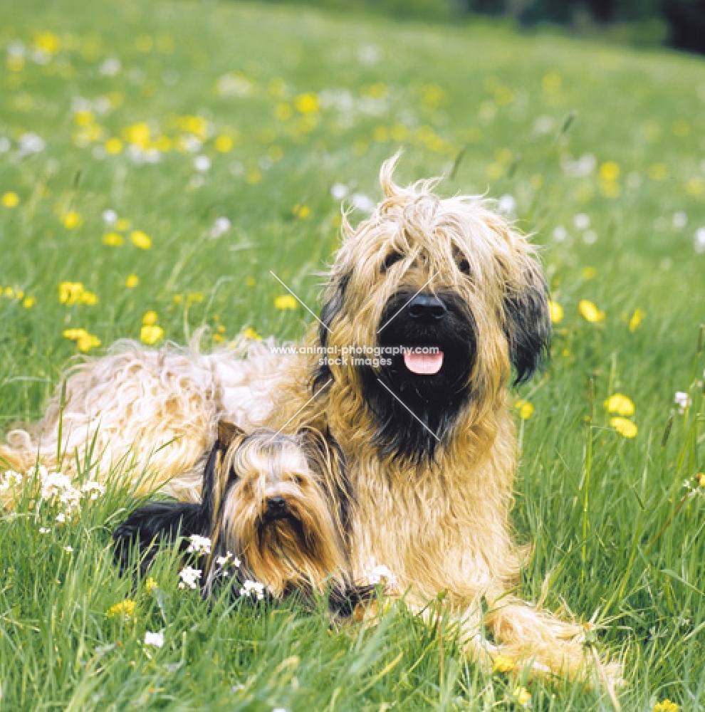 Briard and Yorkshire Terrier in flowers