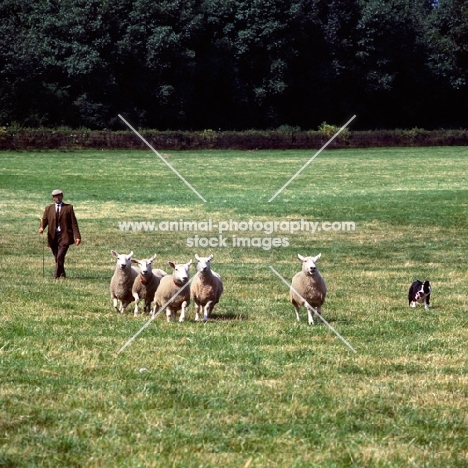 border collie herding sheep at trial