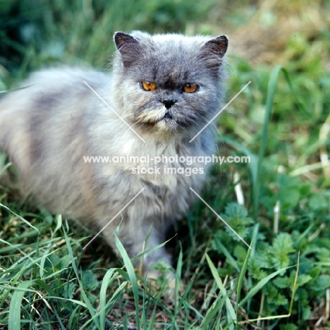 blue cream long hair cat, out of coat