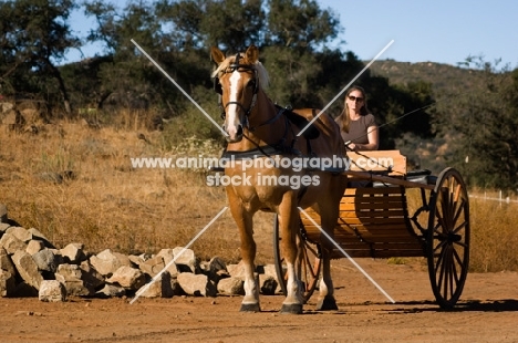 Belgian Draft horse