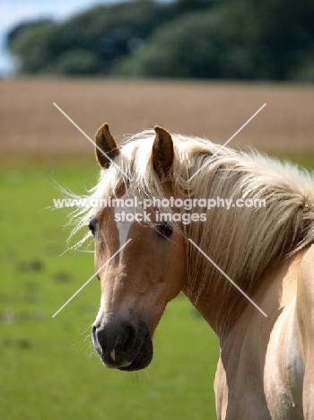 Palomino portrait