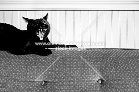 black cat yawning on couch