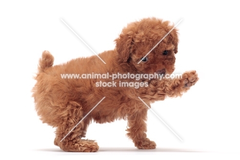 apricot coloured Toy Poodle puppy, one leg up