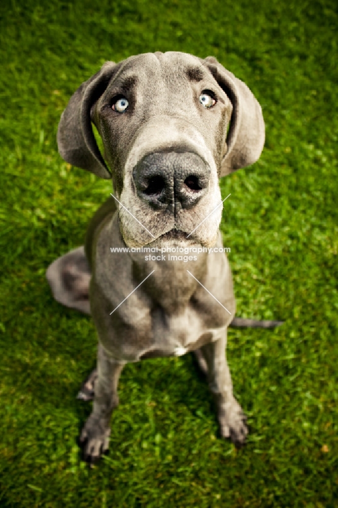 Great Dane sitting in grass - wide angle